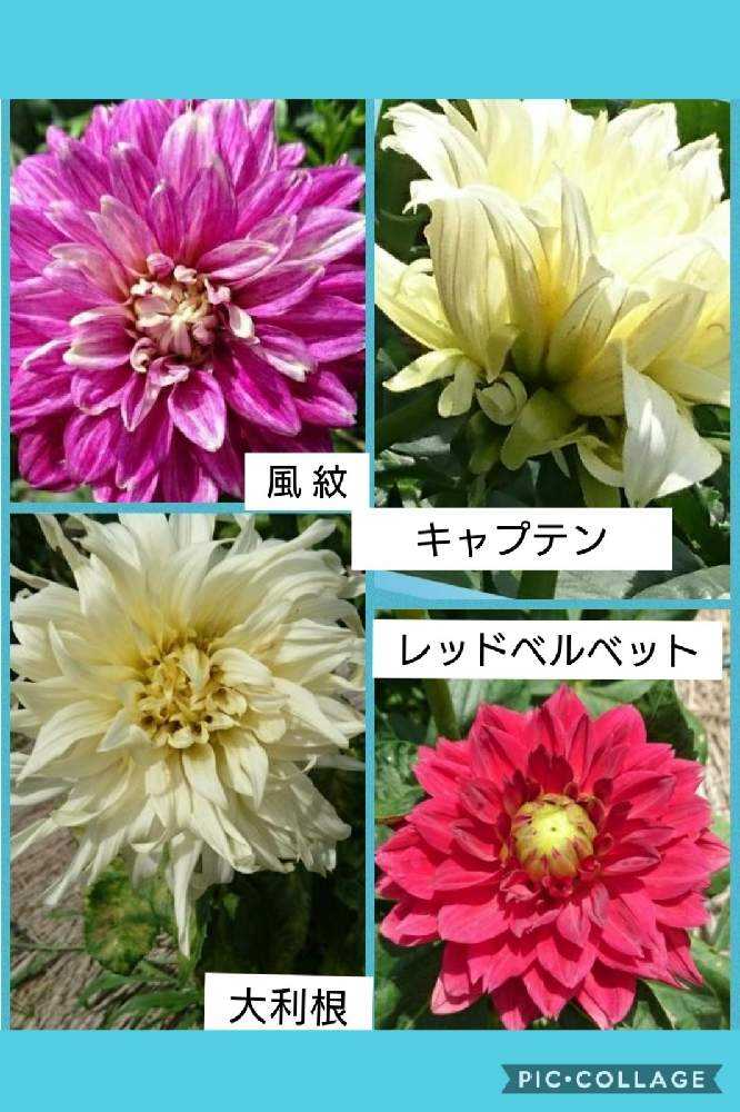 ダリア 町田ダリア園 1 18 7月 9月 神代植物公園10 6 Greensnap グリーンスナップ ダリア 町田ダリア園 1 18 7月 9月 神代植物公園10 6 Greensnap グリーンスナップ