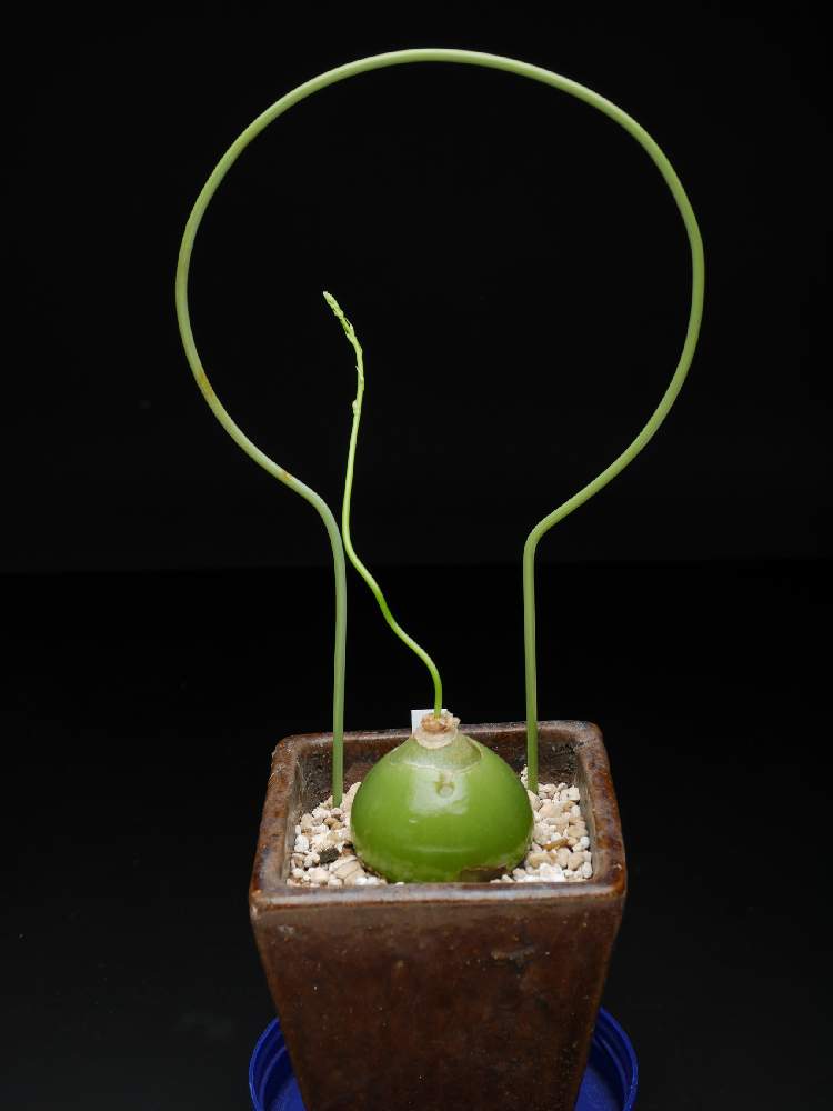 蒼角殿 ソウカクデン の投稿画像 By えろ画伯さん 多肉植物 21月1月1日 Greensnap グリーンスナップ