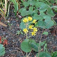 ツワブキの画像