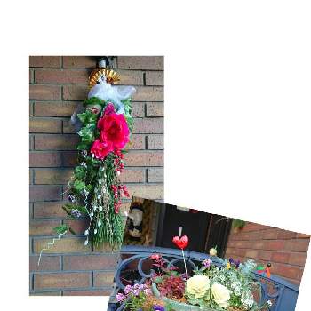 お正月寄せ植えの投稿画像一覧 Greensnap グリーンスナップ