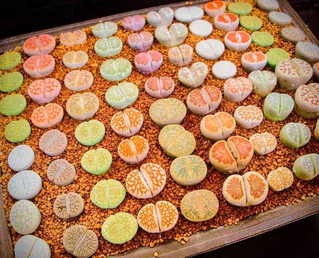 リトープス丼①｜🍀GreenSnap（グリーンスナップ）