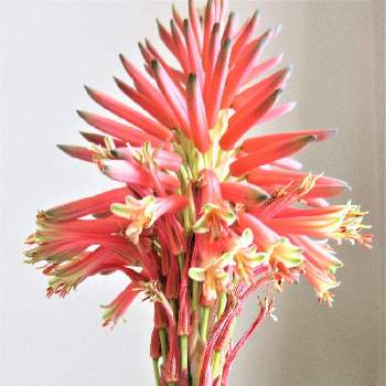 アロエの花の投稿画像一覧 Greensnap グリーンスナップ