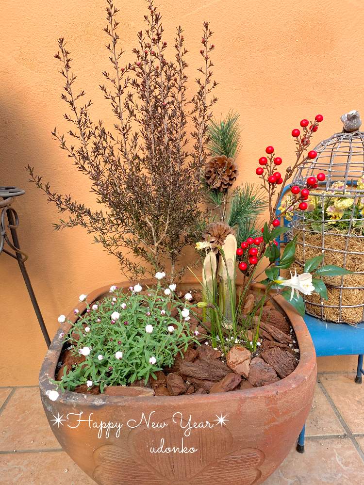花かんざしの投稿画像 By Udonko33さん ギョリュウバイと原種系スイセン カンタブリカスとお正月寄せ植えと寄せ植えとお正月 フォトコン21年とガーデニング初心者と花のある暮らし 21月1月1日 Greensnap グリーンスナップ