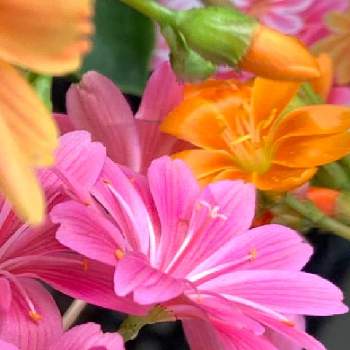 高山植物♡の画像 by テラリーさん | テラスとレウィシア エリーゼとエリーゼ＊とピンクの花とお正月フォトコン2021年とレウィシア エリーゼ♡とカワイイ♥️と レウィシアときれいな花と花のある暮らしと高山植物♡とかわいい花