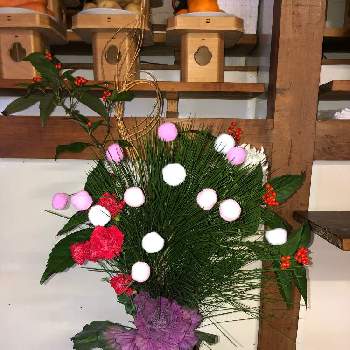 白菊の画像 by はむしょうさん | 和室とカーネーションと葉牡丹と千両と大王松と白菊と生け花と実家と正月 飾り