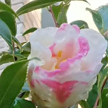 ピンクにキュンପ( ໊๑˃̶͈⌔˂̶͈)*ೃ♡の画像 by 薔薇姫さん | 小さな庭と椿 つばきと#つばきとつばき.とピンクにキュンପ( ໊๑˃̶͈⌔˂̶͈)*ೃ♡とつばきの花と大好きないろとピンク大好きとかわぃぃ。ときれい～✴とピンクワールドへ ようこそときれーい✨ときれ～い❤とつばきどうこうかいとお花は癒しと花の蕾と開花途中と♡つ♡ぼ♡み♡