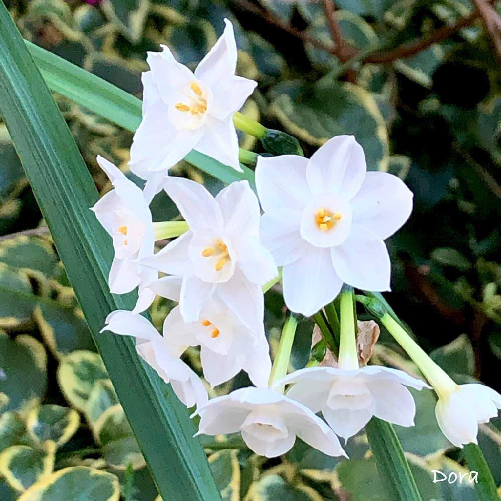 白水仙の投稿画像 By Doraさん 季節の花とお散歩の途中と植物が好き 21月1月2日 Greensnap グリーンスナップ