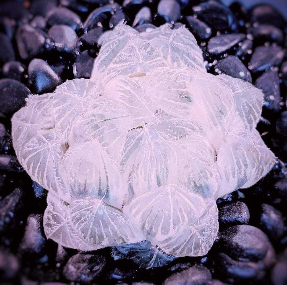 ハオルチア・ブルーレンズオブツーサ(糊斑)｜🍀GreenSnap（グリーン