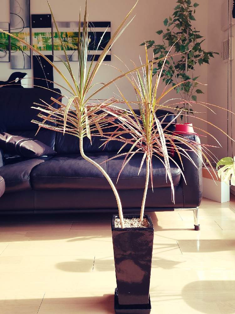 ドラセナ 斑入り コルジリネ コンシンネ Lessavonsdelyna Com