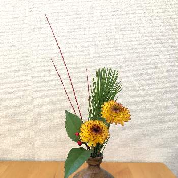 サンゴミズキの投稿画像一覧 Greensnap グリーンスナップ