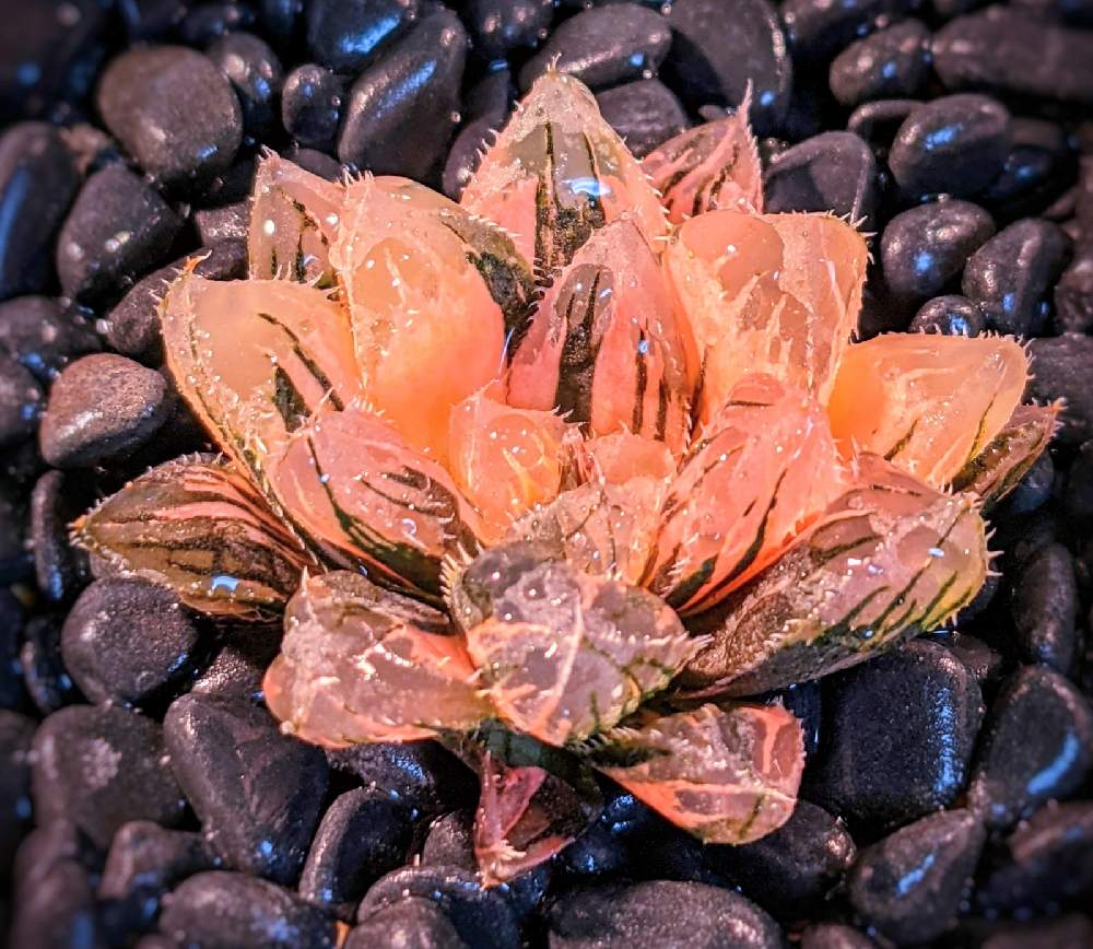 取り寄せ可 多肉植物 ハオルチア オブツーサ錦 赤い鳥 - フラワー