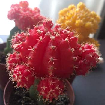 緋牡丹 三角柱接ぎの投稿画像一覧 Greensnap グリーンスナップ