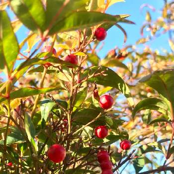 紅い実の画像 by ウズさん | 小さな庭と南天と紅い実と負けないで！と新型コロナウィルスに負けるなとおうち園芸と今日のお花と#最前線のあなたへ