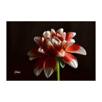 可愛いお花❀の画像 by Botanii*さん | ダリアと白色のお花と植物のある暮らしとボタニカルライフと私の癒しと可愛いお花❀とお正月と緑のある暮らしとおめでたいお色とダリア*と赤色のお花