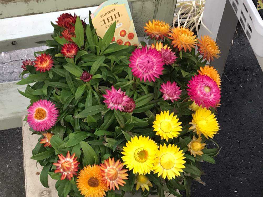 ガーデンマルシェ防府店新春すぺしゃる Greensnap グリーンスナップ