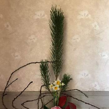 ブルーベリーの木（紅葉）の画像 by ネズナイカさん | 階段/廊下とハナモモと椿の花と若松と日本寒咲水仙とブルーベリーの木（紅葉）とピンクの花と花のある暮らしと美しい花とおうち園芸