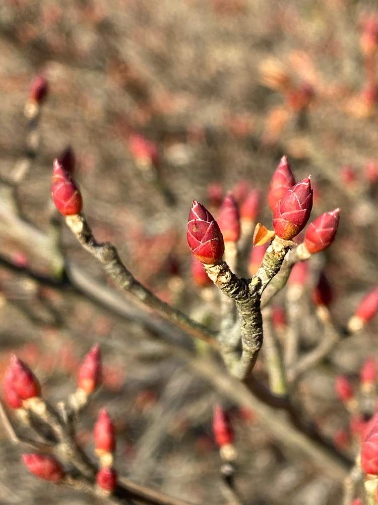 ドウダンツツジの投稿画像 By もちっこさん 21月1月2日 Greensnap グリーンスナップ