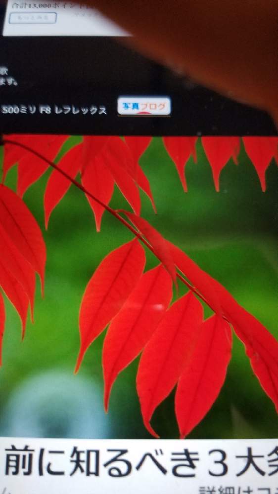 きよもり丸さんの投稿画像 21月1月2日 Greensnap グリーンスナップ