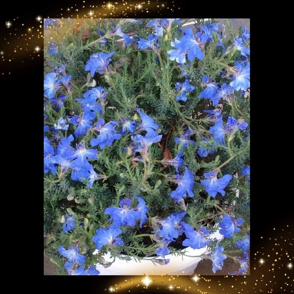 青い花の投稿画像 By レモンさん 可愛い と初恋草 とおうち園芸 21月1月2日 Greensnap グリーンスナップ