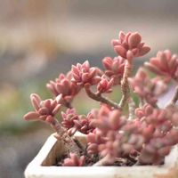 レズリー,多肉植物,鉢植え,カラーリーフ,ピンク❤︎ピンクの画像