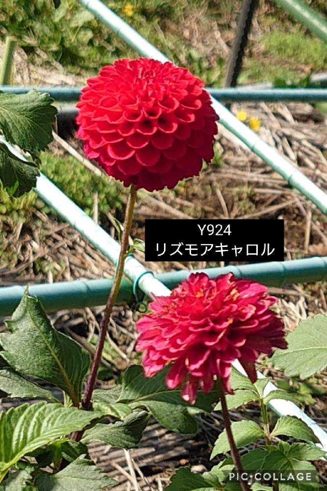 ダリア 町田ダリア園 6 10 16 Greensnap グリーンスナップ