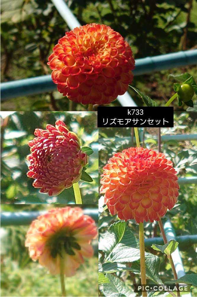 ダリア⑥町田ダリア園【6】2020/10/16｜🍀GreenSnap（グリーンスナップ）