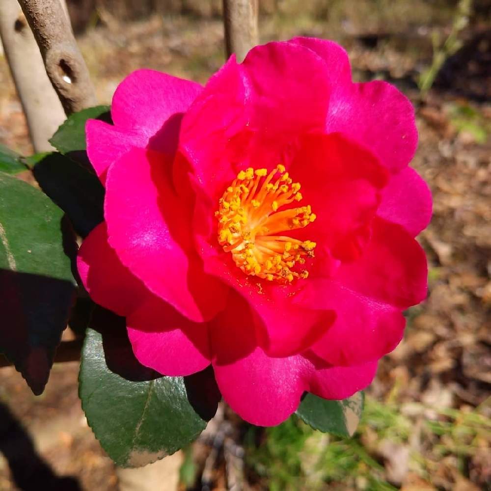 散歩の投稿画像 By ヒロさん 冬の景色とピンク色の花と散歩と冬の景色とピンク色の花 21月1月2日 Greensnap グリーンスナップ Greensnap グリーンスナップ