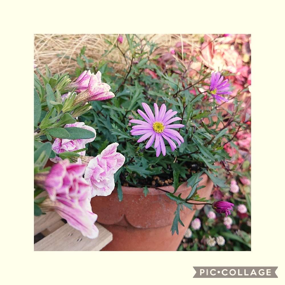 ブラキカムの投稿画像 By もりーよさん カリブラコアと紫色の花と多年草と可愛いと小さい花と色がキレイ 21月1月2日 Greensnap グリーンスナップ