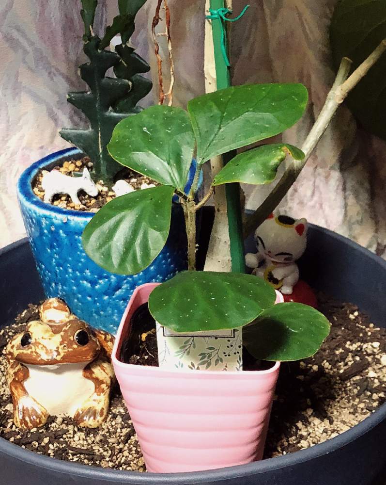 ゴールドコインの投稿画像 By ウシヲ さん フィカスデルトイデアとゴールドコイン と観葉植物とおうち園芸とミニ観葉とフィカス属とlove Greenと観葉植物のある暮らしと ゴムの木と小判菩提樹 とフィカス大好き 21月1月2日 Greensnap グリーンスナップ