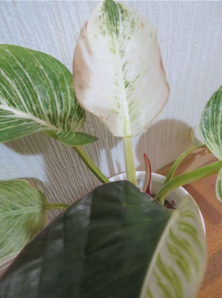 超希少 珍品 レア フィロデンドロン 『ロジョコンゴー斑入り・バーキン