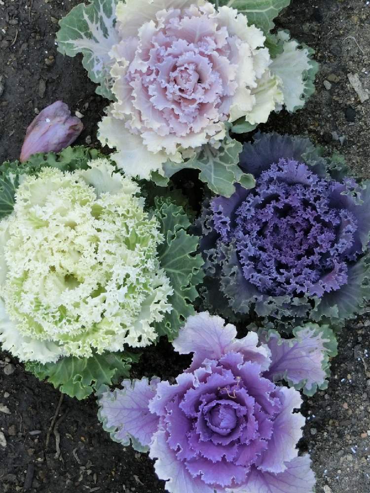 葉牡丹の投稿画像 By Kevinさん 観葉植物と素敵 と癒しと今日のお花と今日の花と可愛いとかわいいときょうのお花とヨーロッパ原産とおうち園芸 21月1月3日 Greensnap グリーンスナップ