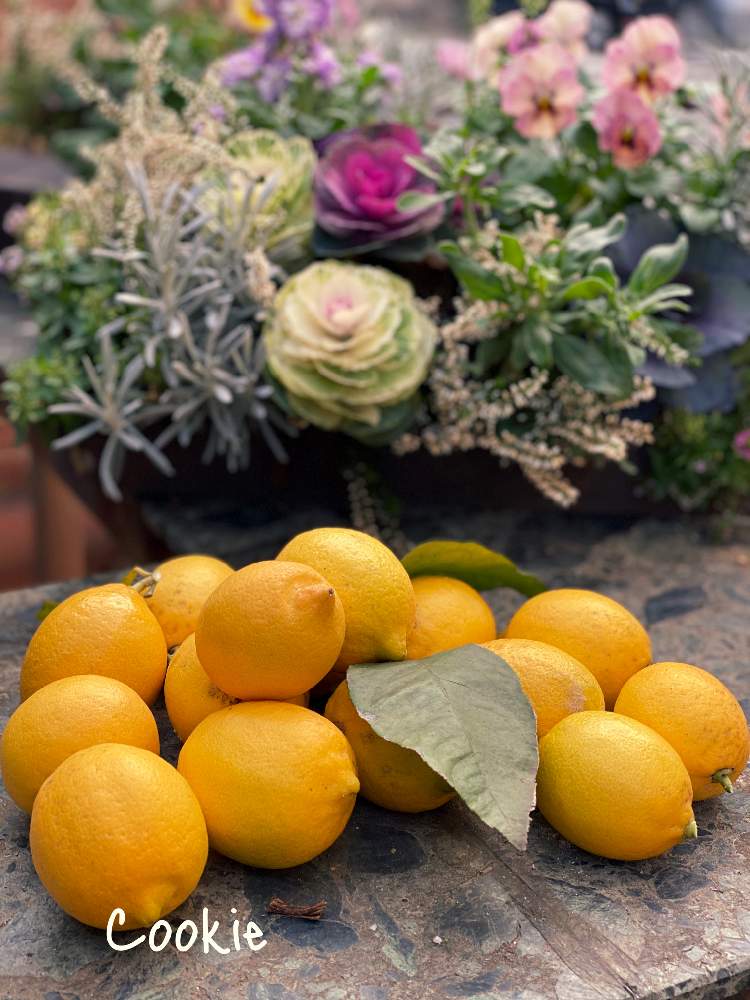 レモンの投稿画像 By Cookieさん 1月とレモンの鉢植えと白いお花とレモンの木と実のなる木とレモン リスボンといい香り 21月1月3日 Greensnap グリーンスナップ