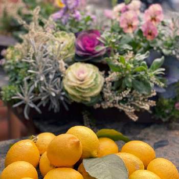 レモン　リスボンの画像 by Cookieさん | エントランスとレモンと1月とレモンの鉢植えと白いお花とレモンの木と実のなる木とレモン　リスボンといい香り