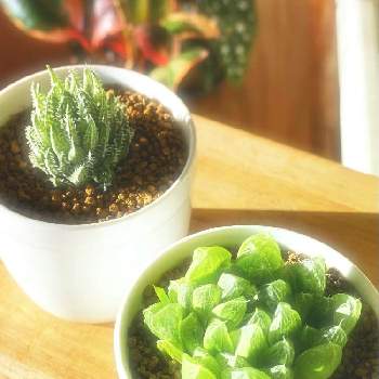 光オブツーサの投稿画像一覧 Greensnap グリーンスナップ