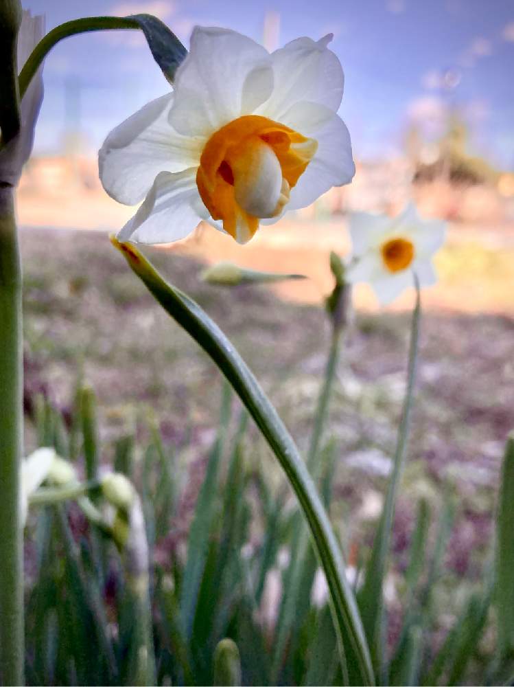 花言葉の投稿画像 By ヒーちゃんさん 水仙と花言葉と誕生花 21月1月3日 Greensnap グリーンスナップ