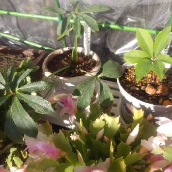 クリスマスローズ ダブルブラックの投稿画像一覧 Greensnap グリーンスナップ