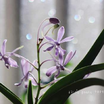 ヨネザワラ ブルースターの投稿画像一覧 Greensnap グリーンスナップ