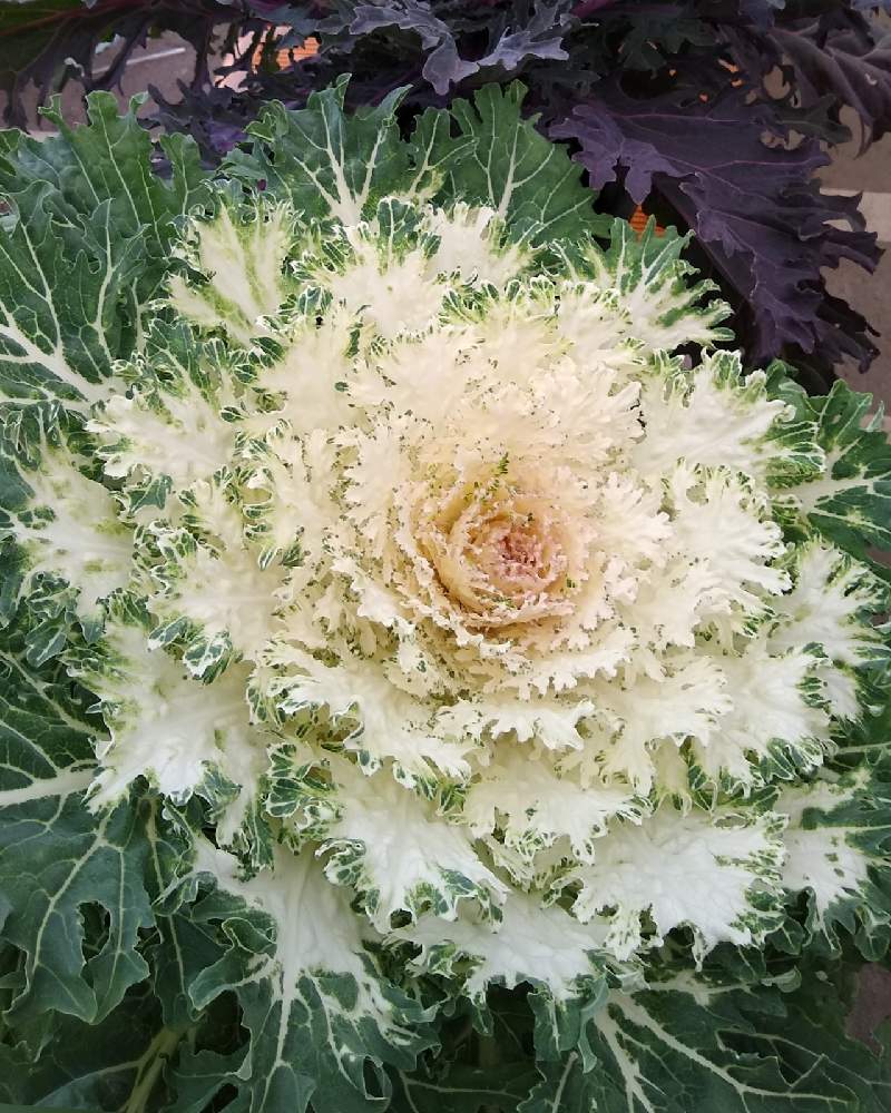 葉牡丹の投稿画像 By 合歓の木さん でかい と花のある暮らしと周ちゃん広場と M Family 21月1月3日 Greensnap グリーンスナップ