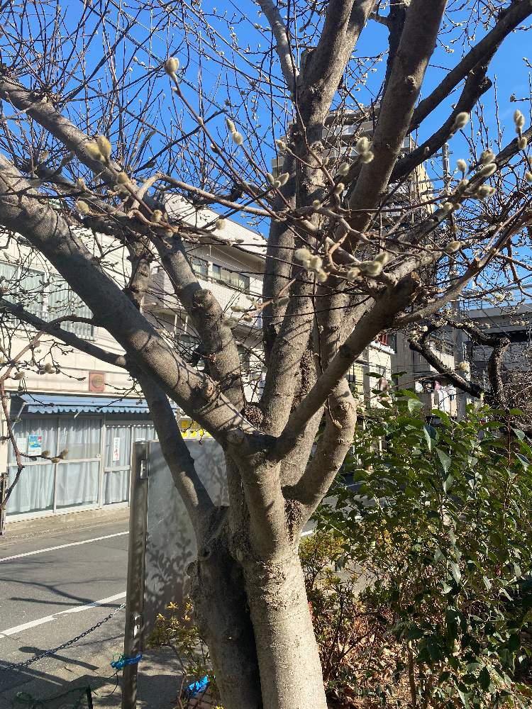 ハンバトpさんの投稿画像 21月1月3日 Greensnap グリーンスナップ