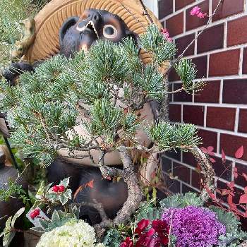 松竹梅寄せ植えの投稿画像一覧 Greensnap グリーンスナップ