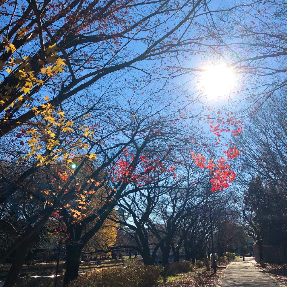 紅葉 こうよう の投稿画像 By ぎんねこさん お正月と太陽の光を浴びてとユーミンつながりとぎんねこのユーミン 21月1月3日 Greensnap グリーンスナップ