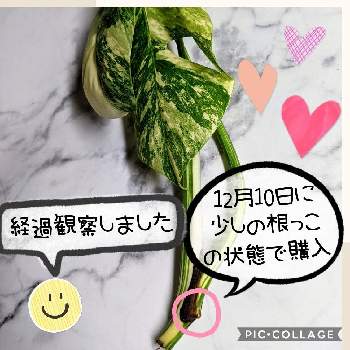 モンステラ水栽培の投稿画像一覧 Greensnap グリーンスナップ