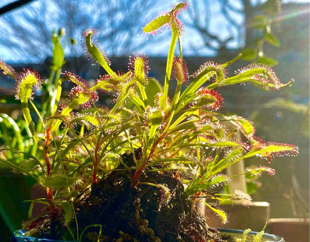 ドロセラ カペンシスの投稿画像 By ミニマさん 食虫植物と植物のある暮らしとモウセンゴケ類 21月1月3日 Greensnap グリーンスナップ