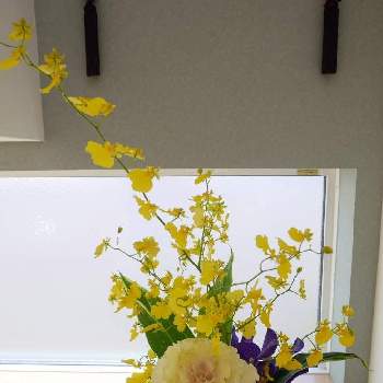 お正月花の画像 by 花の首飾りさん | 和室とバンダと葉牡丹とオンシジュームとドラセナとお正月の花とおうち時間とお正月フォトコン2021年と植物のある風景とGS映えとお正月と黄色い花とお正月アレンジといけばなと花のある暮らしとかわいいとおうちですごそうと白い花と紫の花と切り花と生け花とひらひらとお正月花