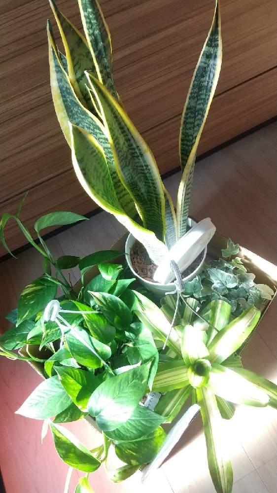 サンスベリアの投稿画像 By T Yukiさん ヘデラとポトスとわが家の観葉植物 とカインズとニデラリウム ファイヤーボールと部屋とわが家の観葉植物 と カインズ 21月1月3日 Greensnap グリーンスナップ Greensnap グリーンスナップ