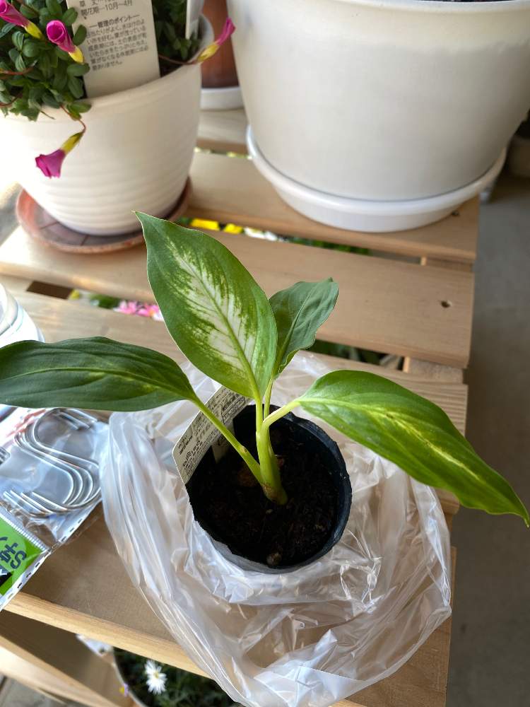 ディフェンバキアの投稿画像 By まるみつさん 21月1月3日 Greensnap グリーンスナップ