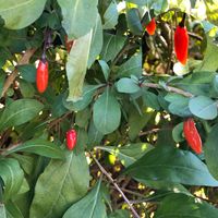 クコ,赤い実,落葉低木,ナス科クコ属,さんぽ、の画像