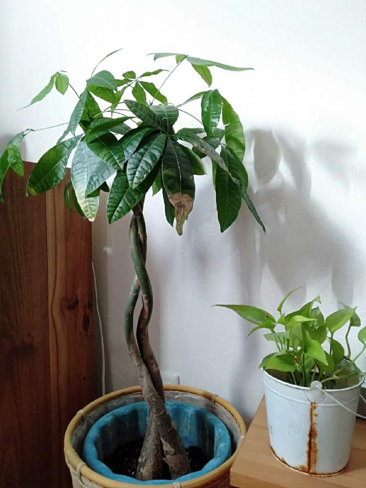 パキラの投稿画像 By Naさん ポトスと ポトスと パキラ 21月1月3日 Greensnap グリーンスナップ