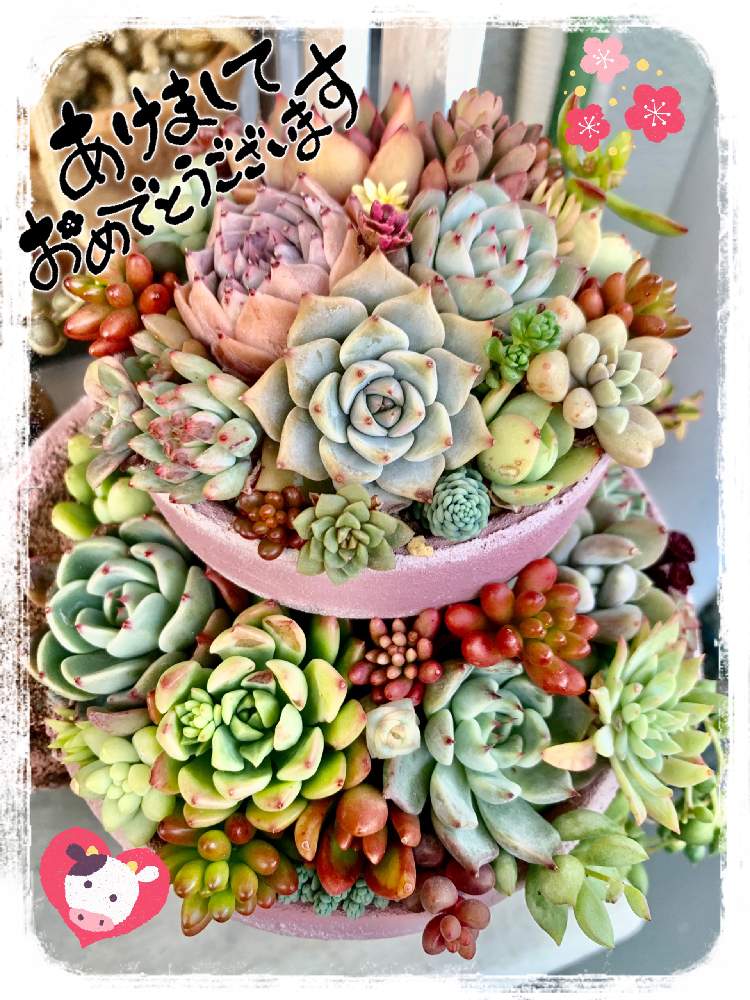 京都タニラーの投稿画像 By Kako さん 水崎さんの割れ鉢とベランダ多肉とお正月フォトコン21年と多肉植物 寄せ植えとコロナに負けるな と新年のご挨拶と 8pic記念投稿とバルコニー ベランダと京都タニラーと水崎さんの割れ鉢とベランダ多肉とお正月フォトコン 京都タニラーの投稿画像 By Kako さん 水崎さんの割れ鉢とベランダ多肉とお正月フォトコン21年と多肉植物 寄せ植えとコロナに負けるな と新年のご挨拶と 8pic記念投稿とバルコニー ベランダと京都タニラーと水崎さんの割れ鉢とベランダ多肉とお正月フォトコン