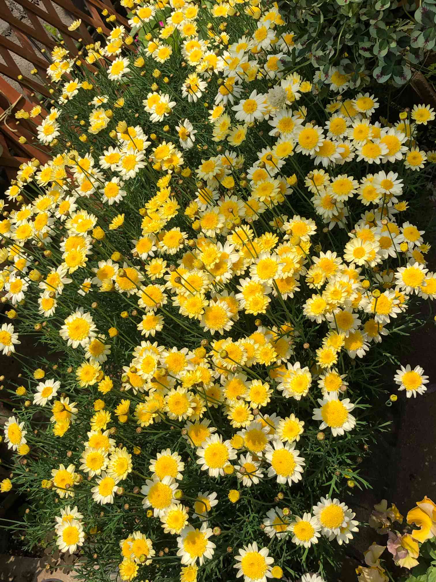 🌸2020年我が家の庭の花たち🌸｜🍀GreenSnap（グリーンスナップ）